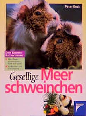 Gesellige Meerschweinchen