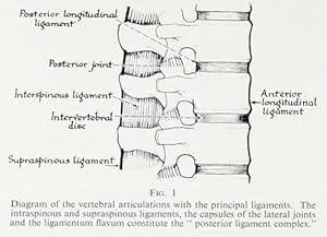 Fractures, dislocations and fracture-dislocations of the spine (pp.6-20, 20 figs.).