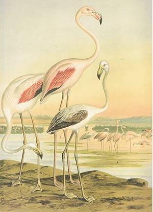 Naturgeschichte der Vögel Mitteleuropas. FLAMINGO.1 Tafel Originale Chromolithographie. um 1900