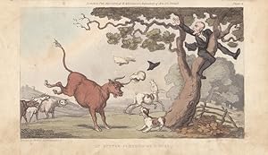 Dr. Syntax pursued by a bull, altkolorierte Aquatinta um 1815 von Rowlandson, Blattgröße: 13 x 22...