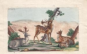 Reh, Hirsch, Rotwild, Damwild, handkolorierter Kupferstich um 1830, Blattgröße: 11,5 x 18,3 cm, r...