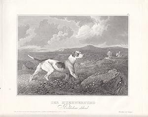 Der Huehnerhund, Birkhühner stehend, Stahlstich um 1840 aus dem Bibliographischen Institut Hildbu...