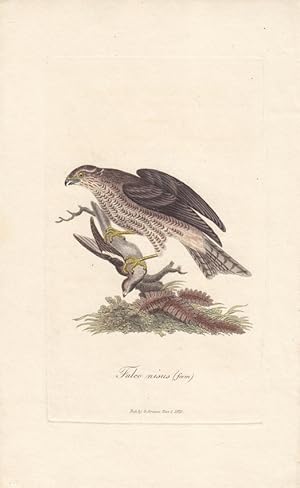 Falco nisus, Falke, Falkner, altkolorierter Kupferstich von 1821, Blattgröße: 24 x 14,5 cm, reine...