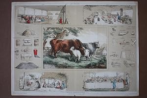 Rinder, Dorf, Melkstand, altkolorierter Holzstich um 1870, Blattgröße: 29 x 39 cm, reine Bildgröß...