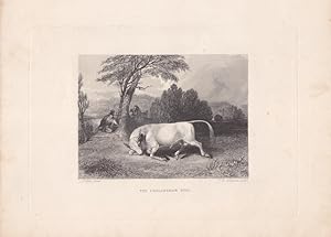 The Chillingham Bull, Bulle, Rind, Stahlstich um 1838, Blattgröße: 20 x 27,5 cm, reine Bildgröße:...