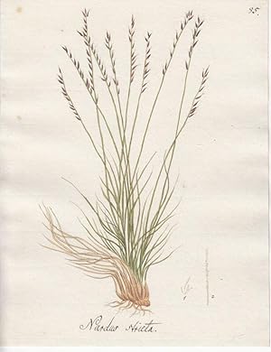 Nardus stricta. Original-Aquarell.