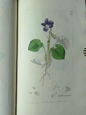 English Botany; or Coloured Figures of British Plants, with their essential characters, synonyms,...