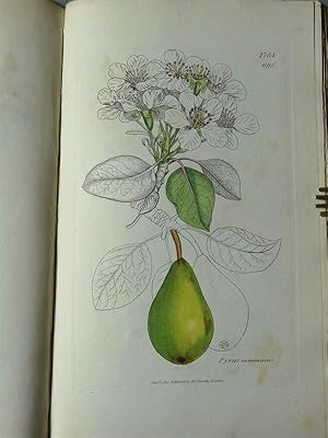 English Botany; or Coloured Figures of British Plants, with their essential characters, synonyms,...