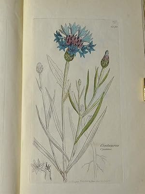 English Botany; or Coloured Figures of British Plants, with their essential characters, synonyms,...