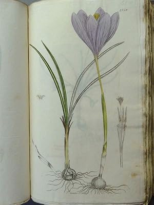 English Botany; or Coloured Figures of British Plants, with their essential characters, synonyms,...