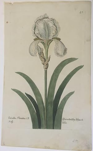 Iris alba, Florentina - Florentinische Schwerdlilie. Kol. Kupferstich L. 7. aus Knorr, Georg Wolf...