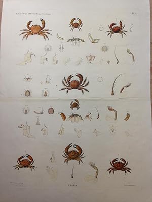 Zoologie Crustacés. Pl 5. Crabes. Description De l'Egypte, Histoire Naturelle.