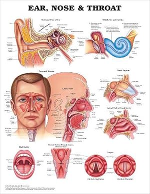 Seller image for Ear, Nose and Throat Anatomical Chart - Paper Unmounted (Wall) for sale by AussieBookSeller