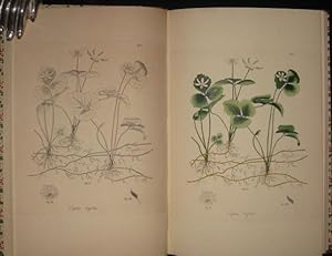 Jacob Bigelow's American Medical Botany 1817 - 1821. An Examination of the Origin, Printing, Bind...