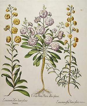 HORTUS EYSTETTENSIS. "Leucoium flore albo pleno. Leuconium flore luteo pleno maius. Leucoium flor...