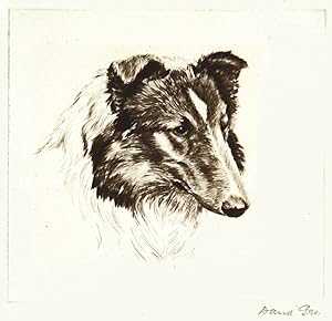 Bild des Verkufers fr Collie. zum Verkauf von Henry Sotheran Ltd