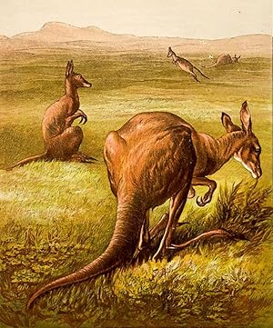 Bild des Verkufers fr Kangaroo. zum Verkauf von Henry Sotheran Ltd