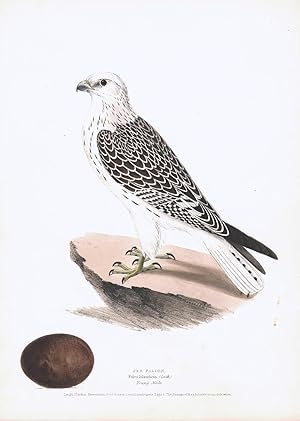 Jer Falcon (Falco Islandicus) Hand Colored Plate
