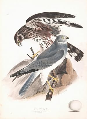 Hen Harrier (Circus cyaneus) Hand Colored Plate