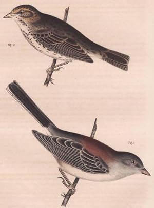 Original Handcolored Steel Engraving of the Savannah Sparrow (Passerculus Sandwichensis) and New ...