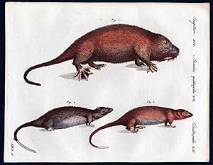 Bild des Verkufers fr Wassermaus Wasserratte mouse rat / Bilderbuch fr Kinder zum Verkauf von Antiquariat Steffen Vlkel GmbH