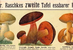 Bild des Verkufers fr Prof. Dr. Raschkes zweite Tafel essbarer Pilze. zum Verkauf von Kunze, Gernot, Versandantiquariat