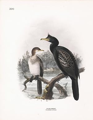 African Cormorant (Phalacracorax africanus) Dresser Hand Colored Plate