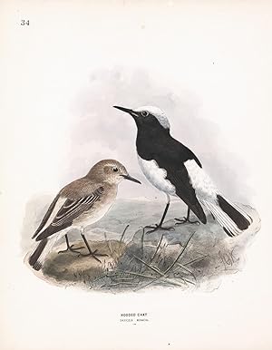 Seller image for Hooded Chat (Saxicola monacha) Dresser Hand Colored Plate for sale by Natural History Books