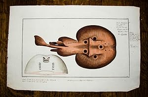 Seller image for Kolorierter Kupferstich von Schmidt nach Kr�ger. Raia torpedo. Der Zitterroche. for sale by Antiquariat Thomas Rezek