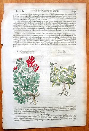 Antique Woodcut Engraving. Botanical- Two Engravings on One Sheet: French Honeysuckle, Horse Shoo,