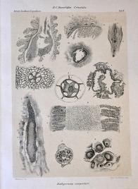 Imagen del vendedor de Den norske Nordhavs-Expedition 1876 - 1878 / The Norwegian North-Atlantic Expedition. Zoologi / Zoology: Crinoida - Echinida - Ophiuroidea - Synascidiae - Ascidiae simplices und compositae - On Gemmation in Distaplia Magnilarva und Pyrosoma Elegans - Germ-Layer Studies based upon the Developement of Ascidians - Botanik / Botany: Protophyta (In vorliegendem Exemplar: Band XXI-XXIV: Zoologie / Botanik). Autor_innen: D. C. Danielssen, James A. Grieg, H. Huitfeldt-Kaas, Kristine Bonnevie, Johann Hjort und H. H. Gran. a la venta por Antiquariat & Buchhandlung Rose