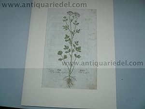 Anise, common, anno 1543, Leonhart Fuchs, old colours