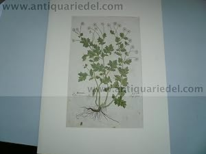 Feverfew/Flitwort, anno 1543, Leonhart Fuchs, woodcut