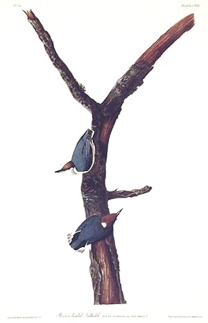 Brown headed Nuthatch. From "The Birds of America" (Amsterdam Edition)