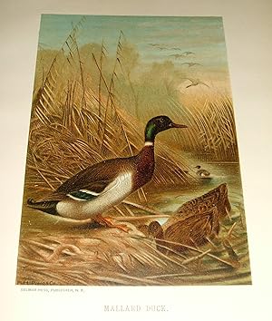 Mallard Duck Chromolithograph