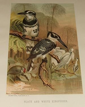Black and White Kingfisher Chromolithograph