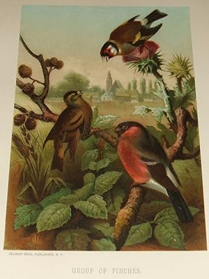 Group of Finches Chromolithograph