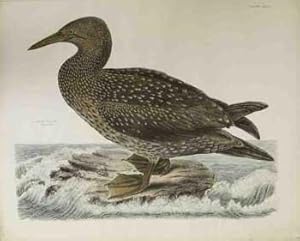 Image du vendeur pour Solan Gannet, Young of the Year - Plate LXXIVII. Plates to Selby's Illustrations of British Ornithology & Water Birds. mis en vente par Wittenborn Art Books