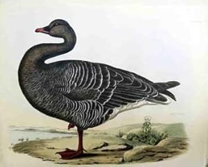 Image du vendeur pour Bean Goose - Plate XLII.,Plates to Selby's Illustrations of British Ornithology & Water Birds. mis en vente par Wittenborn Art Books
