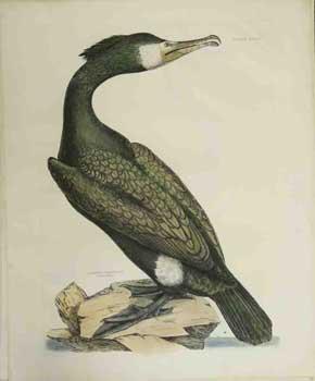 Image du vendeur pour Common Cormorant, summer plumage - Plate LXXXIV. Plates to Selby's Illustrations of British Ornithology & Water Birds. mis en vente par Wittenborn Art Books