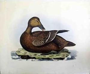 Image du vendeur pour Eider, Female - Plate LXX. Plates to Selby's Illustrations of British Ornithology & Water Birds. mis en vente par Wittenborn Art Books