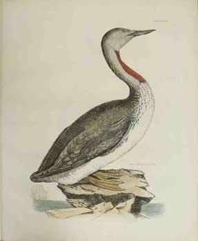 Image du vendeur pour Red Throated Diver - Plate LXXVIII. Plates to Selby's Illustrations of British Ornithology & Water Birds. mis en vente par Wittenborn Art Books