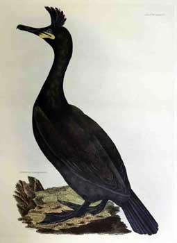 Image du vendeur pour Crested Cormorant - Plate LXXXVI.Plates to Selby's Illustrations of British Ornithology & Water Birds. mis en vente par Wittenborn Art Books