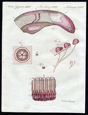 Bild des Verkufers fr Rinderzunge Zunge tongue Mikroskopie microscopy / Bilderbuch fr Kinder zum Verkauf von Antiquariat Steffen Vlkel GmbH