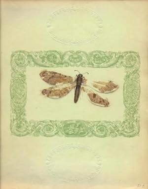 Farfalle (farfalla) in marrone su carta verde con cornice di decoro.