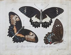 Tre farfalle in marrone nero e colori.