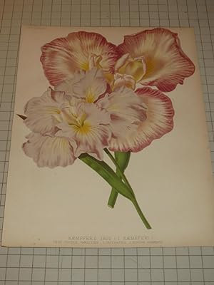 Seller image for 1879 Color Lithograph of "Kaempfer's Iris" (I Kaempferi) Flowers for sale by rareviewbooks