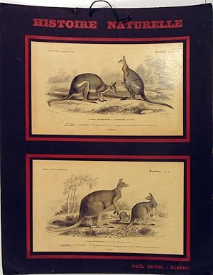 Histoire Naturelle, Mammiferes: Kangurou a dos noir [with] Kangurou laineux. French instructional...