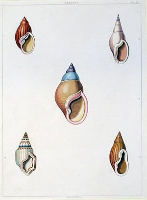 Conchiglie, appartenente all'opera Conchology, or the Natural History of Shells