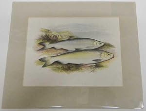 Pollan and Powan Original Fish Chromolithograph